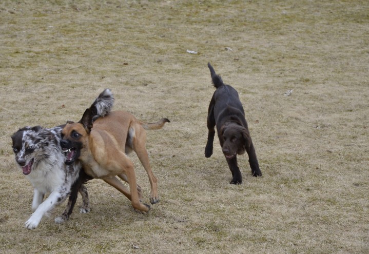 Den viktige valpeleken – kunsten å få en sosial hund