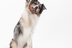 Samtale med hund etter noen glass rødvin