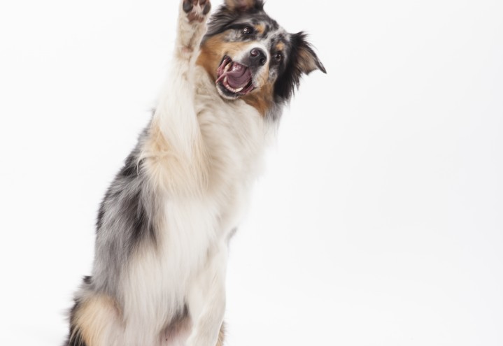 Samtale med hund etter noen glass rødvin