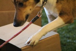Nosework