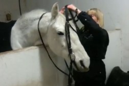 Apporteringstrening for hester