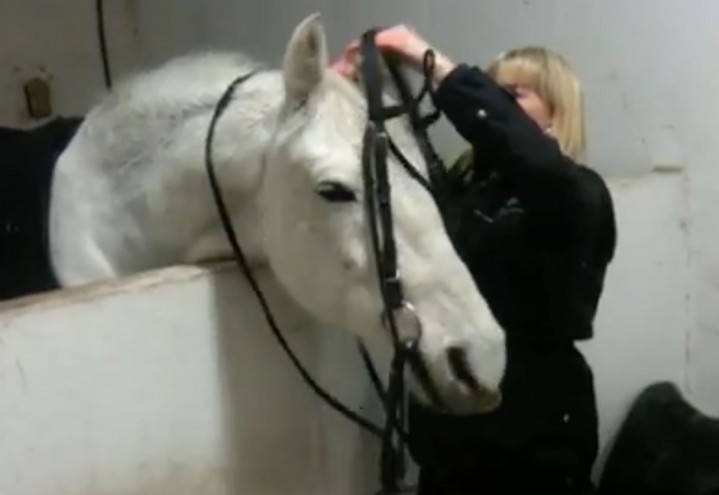 Apporteringstrening for hester