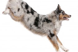 Canis Clickercamp 2015 – Dag 2