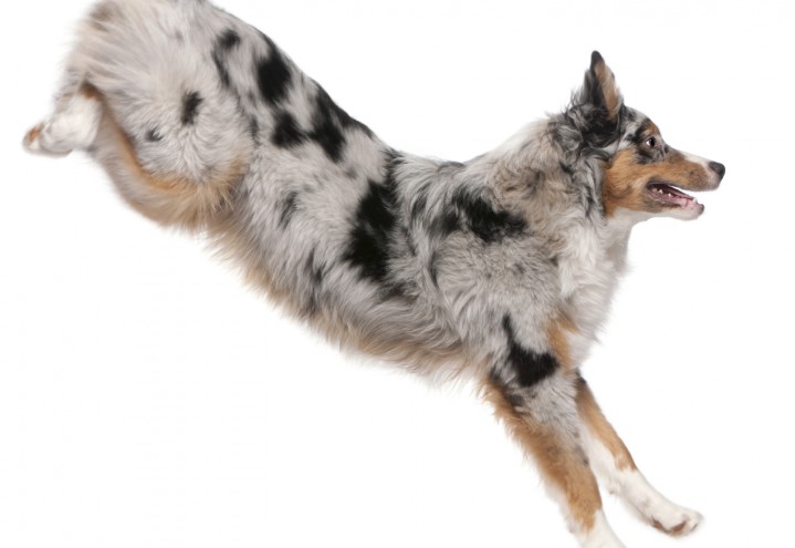 Canis Clickercamp 2015 – Dag 2