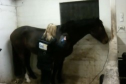 Klipping av hest på klikkermåten