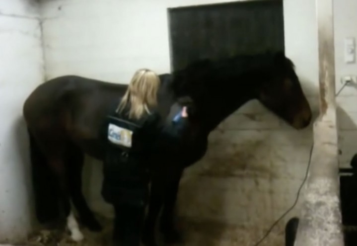 Klipping av hest på klikkermåten