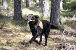 Canis Clickercamp 2015 – Dag 4