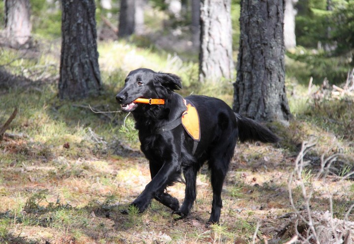 Canis Clickercamp 2015 – Dag 4