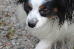 Romsøk