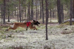 Canis Clicker Camp 2016