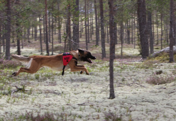 Canis Clicker Camp 2016