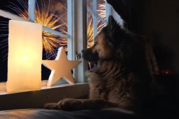 Nyttårsfeiring med feromoner og thundershirt