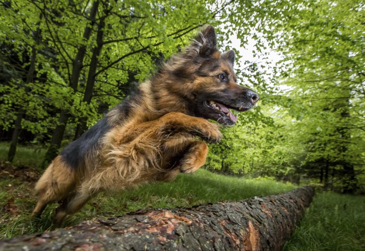Instruktørutdannelse hos Canis Instruktørutdannelse hos Canis