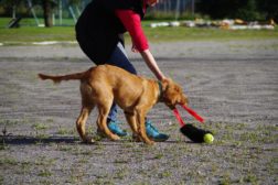 “Hunden min vil ikke leke”