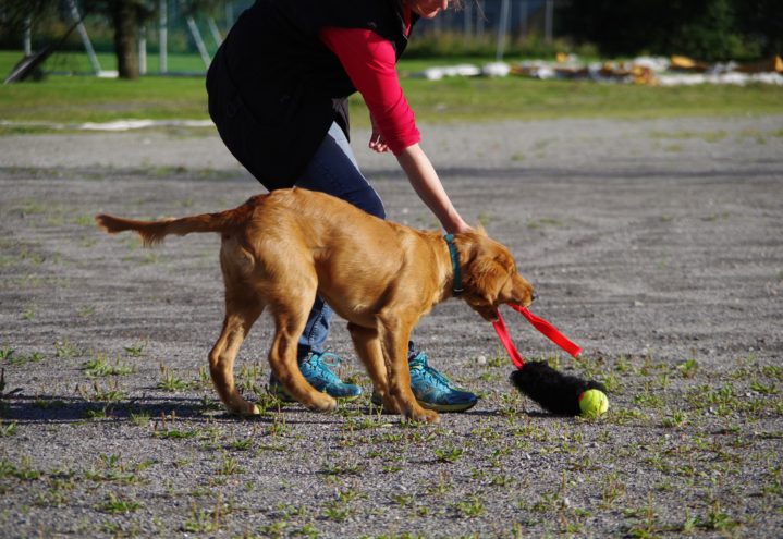 “Hunden min vil ikke leke”