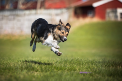 Hvordan bygge en stabil konkurransehund?