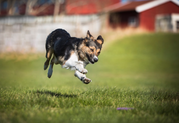 Hvordan bygge en stabil konkurransehund?