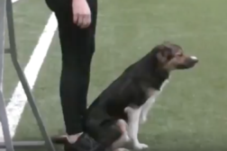 Justering av startposisjon til agility gir meg også fordeler i treningen av fri ved fot!