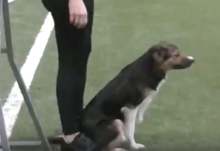 Justering av startposisjon til agility gir meg også fordeler i treningen av fri ved fot! Justering av startposisjon til agility gir meg også fordeler i treningen av fri ved fot!
