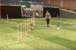 Slalomutfordringer med Cobra