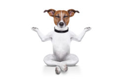 Første økt med doggie-zen