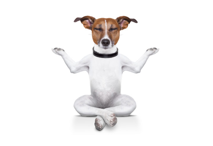 Første økt med doggie-zen