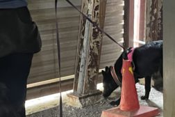 Kurs i spesialsøk over to helger med Michael Hedman fra Stockhund.se.