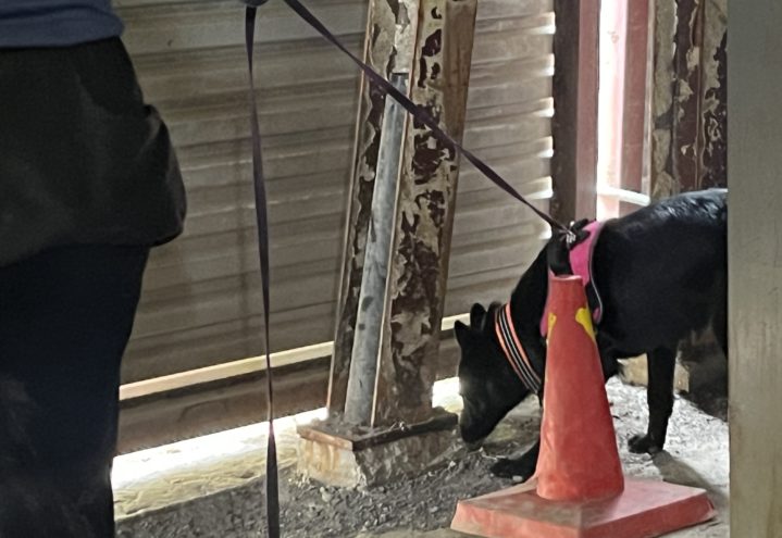 Kurs i spesialsøk over to helger med Michael Hedman fra Stockhund.se.